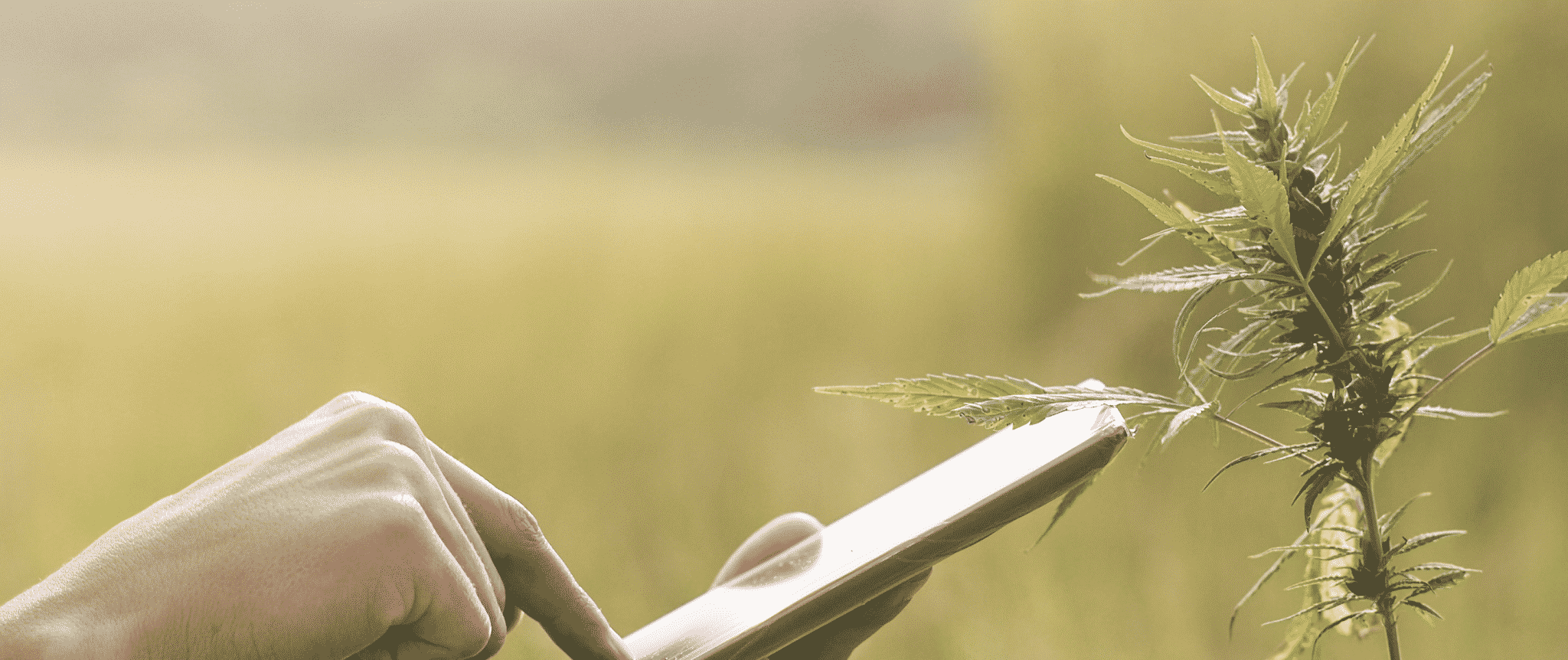 IT Services Cannabis Industry New York